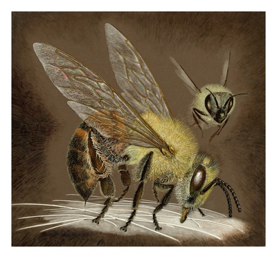 A Painting Of An African Bee Injecting Its Poison. by National Geographic Society Pricing Limited Edition Print image
