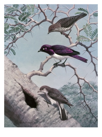 Female Greater Honey-Guide Scouts Starlings' Nest In Acacia Tree. by National Geographic Society Pricing Limited Edition Print image