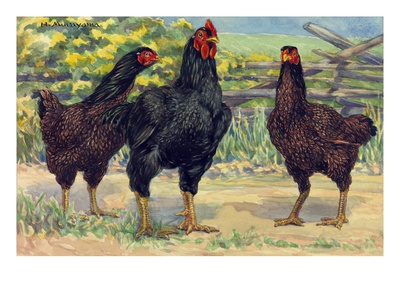 The Cornish Chickens Are Most Used In The Meat Industry. by National Geographic Society Pricing Limited Edition Print image