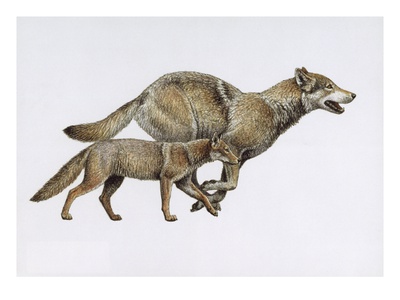 Extinct Dog Ancestor Eucyon, And Today's Gray Wolf. by National Geographic Society Pricing Limited Edition Print image