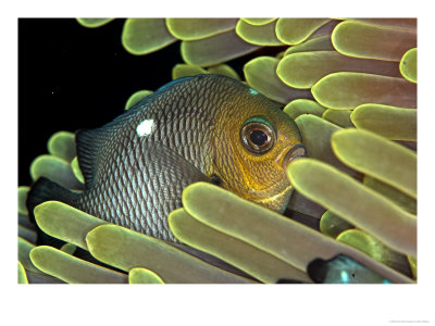 Domino Fish, St. Johns Reef, Red Sea by Mark Webster Pricing Limited Edition Print image