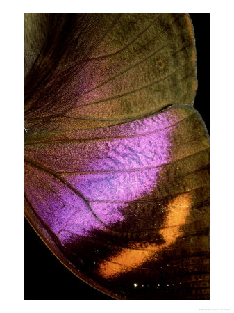 Kallimi Rumia Kassaiensis, Close Up Of Wing, Uganda by John Woolmer Pricing Limited Edition Print image