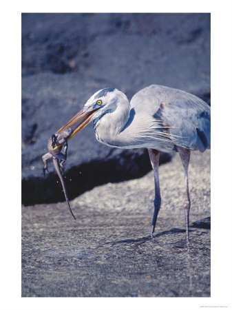 Great Blue Heron, Preying On Marine Iguana Hatchling, Fernandina Island, Galapagos by Mark Jones Pricing Limited Edition Print image