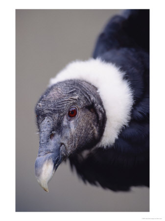 Andean Condor Reina Pacha, Hacienda Zuleta, Ecuador by Mark Jones Pricing Limited Edition Print image