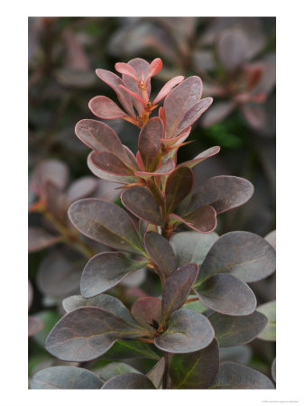 Berberis Thunbergii F.Atropurpurea, Atropurpurea Nana by Kidd Geoff Pricing Limited Edition Print image