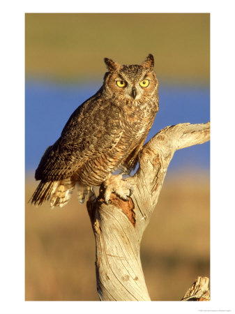 Great Horned Owl On Dead Snag, Colorado by Daybreak Imagery Pricing Limited Edition Print image