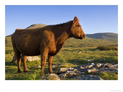 Highland Cattle Cow Foraging At The Foot Of Ben Moore Mountain Range, Scotland by Elliott Neep Pricing Limited Edition Print image