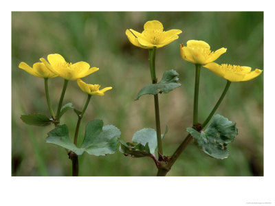 Marsh Marigold, Caltha Palustris by Heikki Nikki Pricing Limited Edition Print image