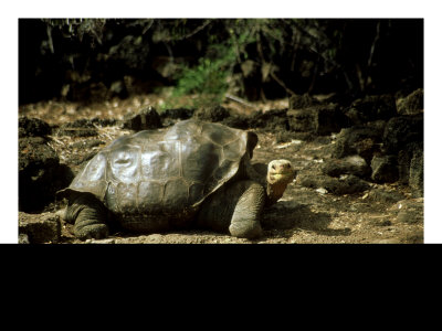 Giant Tortoise, Lonesome George by Michael Leach Pricing Limited Edition Print image