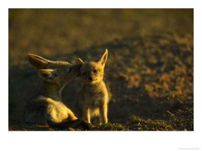 Black-Backed Jackal, Pups At Den Grooming, Mashatu Game Reserve, Botswana by Roger De La Harpe Pricing Limited Edition Print image