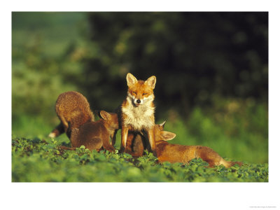 Red Fox, Cubs Suckling From Vixen by Mark Hamblin Pricing Limited Edition Print image