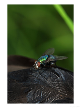 Green Bottle Fly, Green Bottle Fly On Carcass Of Dead Carrion Crow, London, Uk by Elliott Neep Pricing Limited Edition Print image