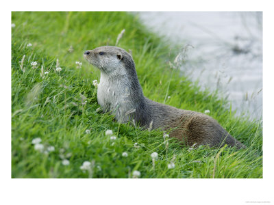 European Otter On Grass Bank Near Water, Sussex, Uk by Elliott Neep Pricing Limited Edition Print image