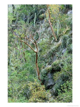 La Servilleta Canyon, Mexico by Patricio Robles Gil Pricing Limited Edition Print image