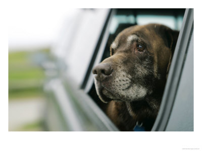 Labrador Retriever, Chocolate Labrador Retriever Dog With Head Out Of Car Window, Usa by Roy Toft Pricing Limited Edition Print image