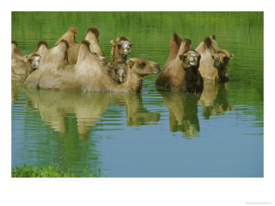 Bactrian Camel Keeping Cool In Waterasia by Brian Kenney Pricing Limited Edition Print image