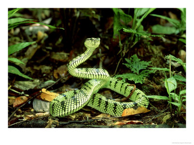 Sumatran Pit Viper, Lowland Rainforest, Sabah by Michael Fogden Pricing Limited Edition Print image