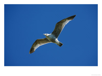 Lesser Black-Backed Gull, Juvenile Soaring, Pembrokeshire, Uk by Elliott Neep Pricing Limited Edition Print image