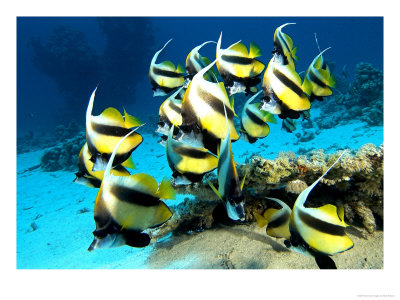 Banner Fish, St. Johns Reef, Red Sea by Mark Webster Pricing Limited Edition Print image