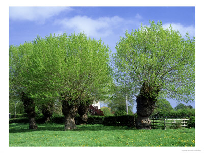 Black Poplars, Camers Green, Worcs by Bob Gibbons Pricing Limited Edition Print image