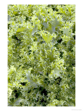 Endive, Cichorium Endivia Moss Curled by Kidd Geoff Pricing Limited Edition Print image