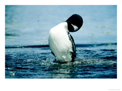 Common Loon, Bow-Jumping Posture, Quebec, Canada by Philippe Henry Pricing Limited Edition Print image