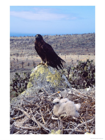 Galapagos Hawk, With Chick On Nest, Galapagos by Mark Jones Pricing Limited Edition Print image