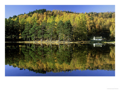 Loch An Eilein In Autumn, Larch & Scots Pine & Reflections, Cairngorms National Park, Scotland by Mark Hamblin Pricing Limited Edition Print image