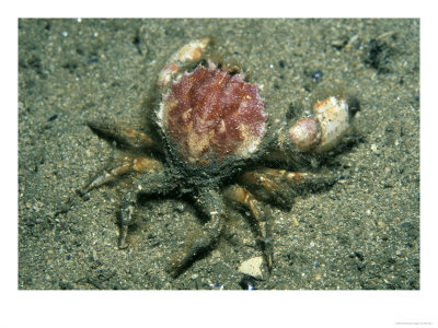 Circular Crab, Islay, Scotland by Paul Kay Pricing Limited Edition Print image