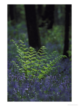Broad Buckler Fern, Uk by Mark Hamblin Pricing Limited Edition Print image