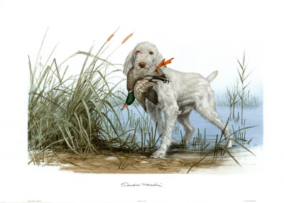Spinone by Sandro Nardini Pricing Limited Edition Print image