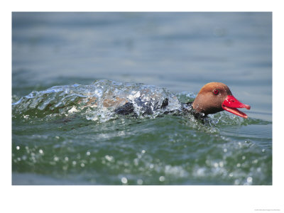 Red-Crested Pochard, Male Emerging From Underwater, Lake Geneva, Switzerland by Elliott Neep Pricing Limited Edition Print image