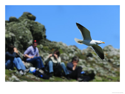 Lesser Black-Backed Gull, Flying Past A Group Of Bird-Watchers, Pembrokeshire, Uk by Elliott Neep Pricing Limited Edition Print image