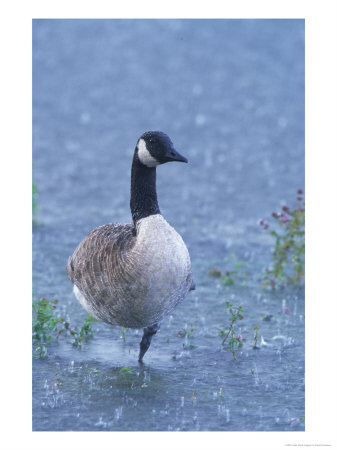 Canada Goose, Standing On One Leg In Storm, Berkshire, England by David Courtenay Pricing Limited Edition Print image