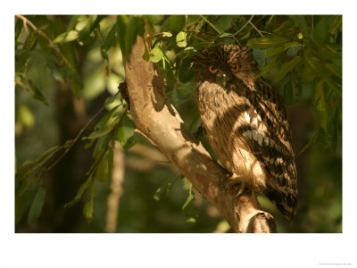 Brown Fish Owl, Owl Perched On Branch In Warm Dappled Light, Madhya Pradesh, India by Elliott Neep Pricing Limited Edition Print image