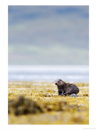European Otter, Juvenile Resting On Rock Amongst Seaweed, Scotland by Elliott Neep Pricing Limited Edition Print image