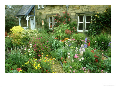 Cottage Garden With, Colourful Flower Beds Direlton, Scotland, Uk by Mark Hamblin Pricing Limited Edition Print image