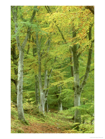 Beech Woodland In Autumn, Strathspey, Uk by Mark Hamblin Pricing Limited Edition Print image