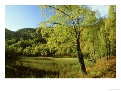 Ancient Birch Woodland by Mark Hamblin Pricing Limited Edition Print image