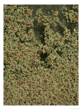 Water Fern, Azolla Filiculoides by Geoff Kidd Pricing Limited Edition Print image