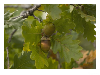 Quercus Pubescens, Or White Oak Acorns, France by Bob Gibbons Pricing Limited Edition Print image