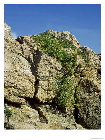 Rock Samphire, Crithmum Maritimum by Kidd Geoff Pricing Limited Edition Print image