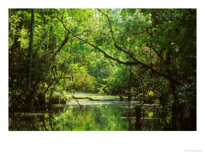 Everglades National Park, Usa by David Boag Pricing Limited Edition Print image