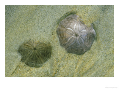 Sand Dollars, Parker River Nwr, Usa by Gustav Verderber Pricing Limited Edition Print image