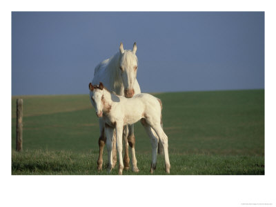 Appaloosa, Equus Caballus Mare & Colt Montana by Alan And Sandy Carey Pricing Limited Edition Print image