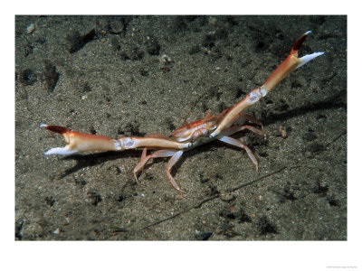 Mud Runner Crab, Outer Hebrides, Scotland by Paul Kay Pricing Limited Edition Print image