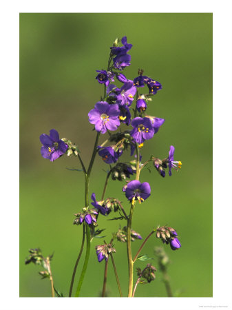 Jacobs-Ladder, Close-Up Of Flowers, June, Uk by Mark Hamblin Pricing Limited Edition Print image