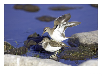 Common Sandpiper, Pair Mating, Scotland by Mark Hamblin Pricing Limited Edition Print image