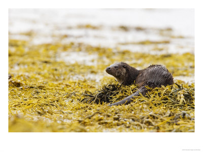 European Otter, Male Resting On Seaweed Covered Rocks, Scotland by Elliott Neep Pricing Limited Edition Print image
