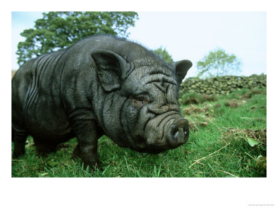 Vietnamese Pot-Bellied Pig, Sus Scrofa by Mark Hamblin Pricing Limited Edition Print image